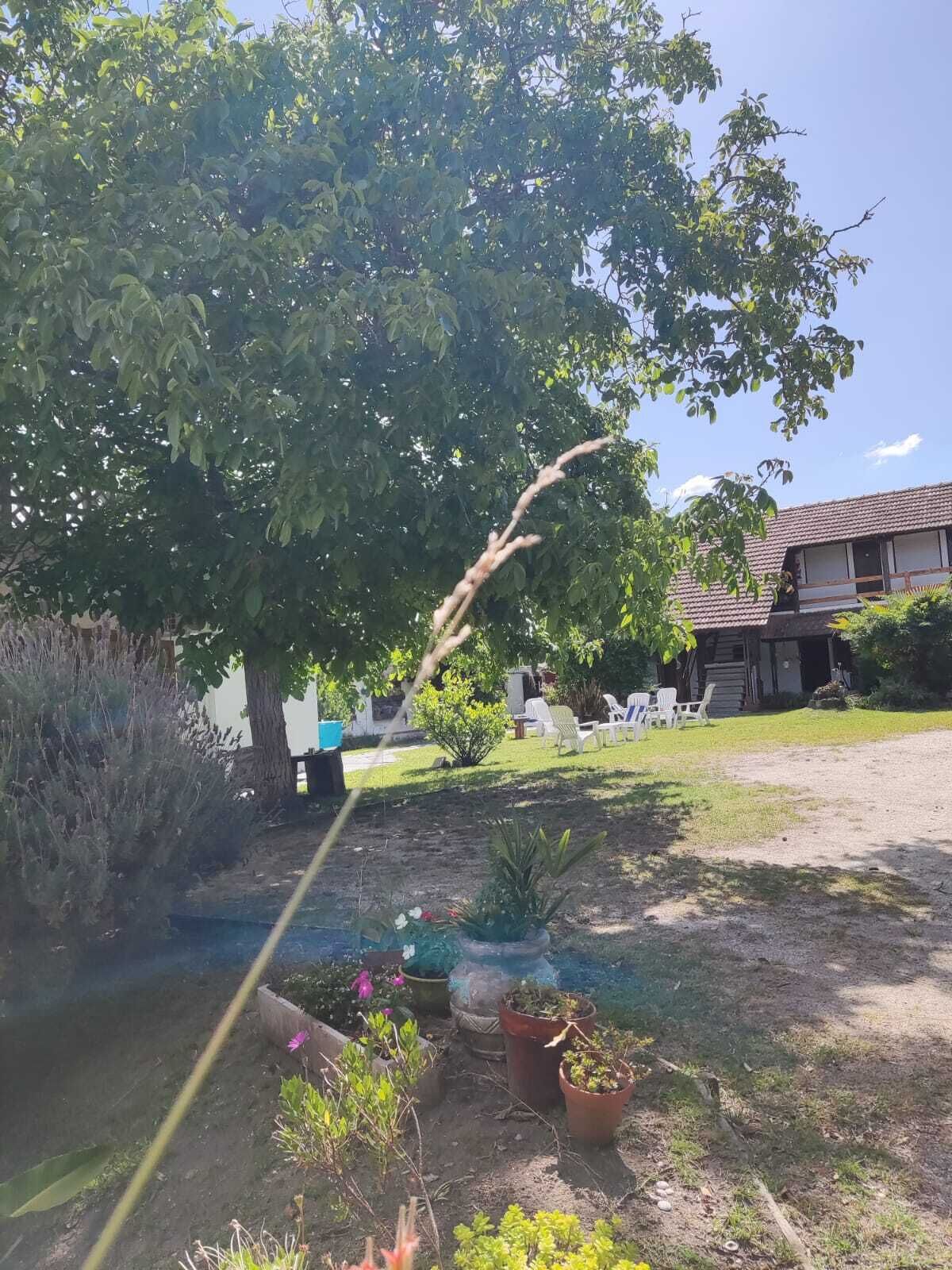 Un espace jardin aménagé avec des plantes en pot, un arbre et du mobilier d’extérieur.
