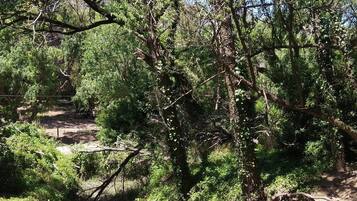 Un espacio natural al aire libre con árboles y un sendero de tierra.