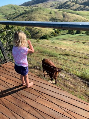 Property grounds - Amazing Views Pet Friendly Bed and Breakfast (Good Hope)