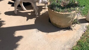 Two lambs grazing near a concrete planter in a grassy outdoor area. - Amazing Views Pet Friendly Bed and Breakfast (Good Hope)