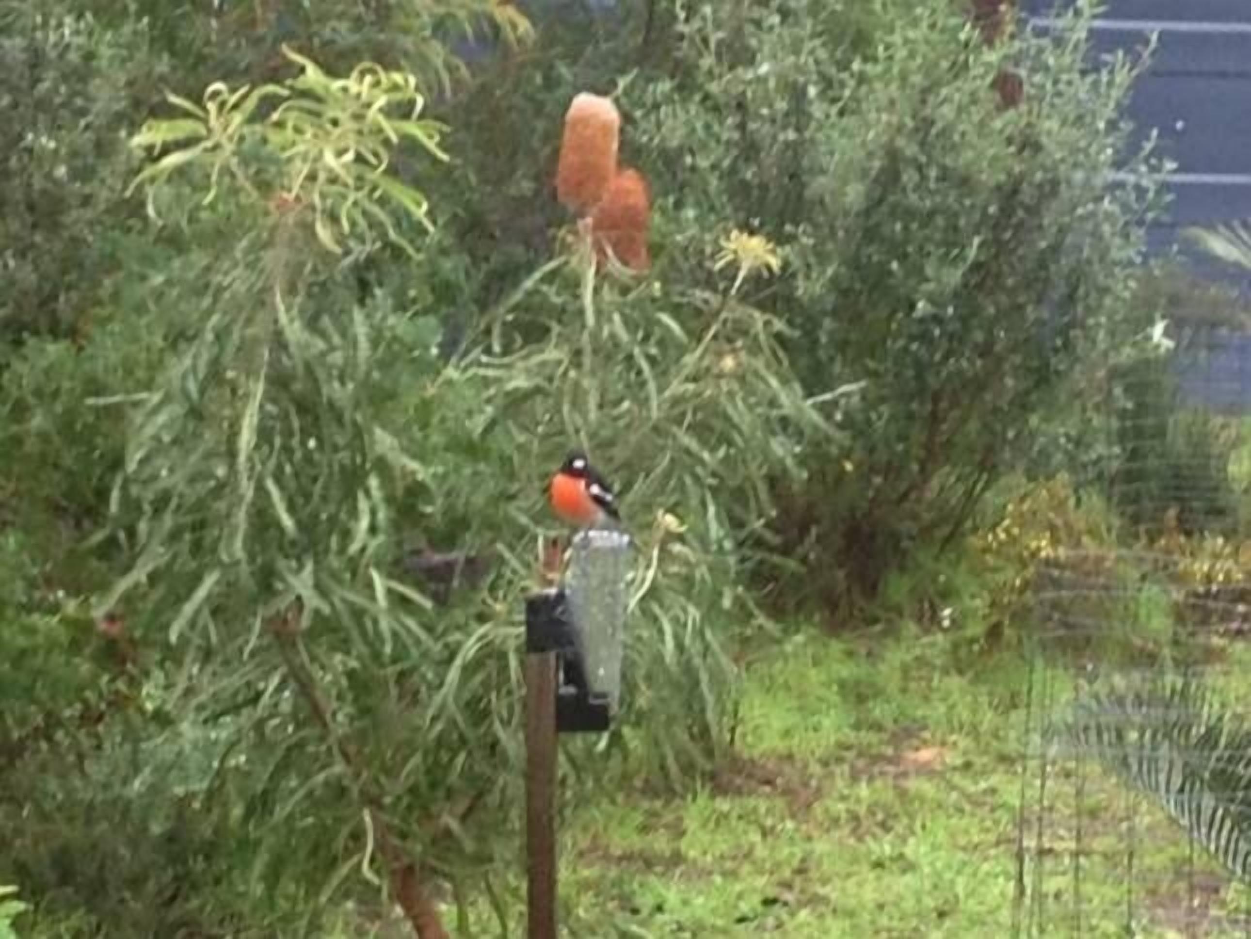 Injidup Break at Injidup — image 20