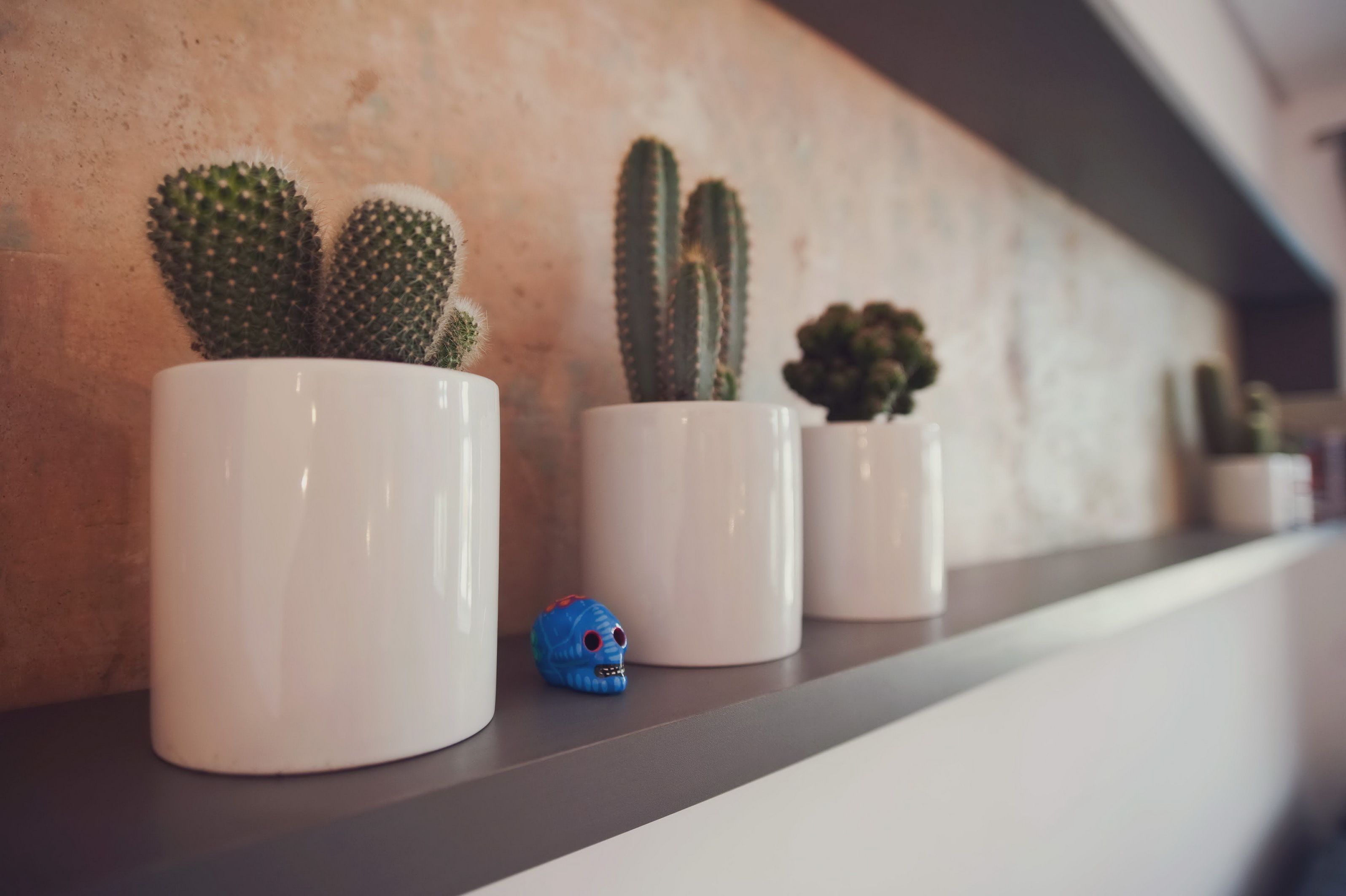 A row of white pots with various cacti on a shelf against a textured wall.