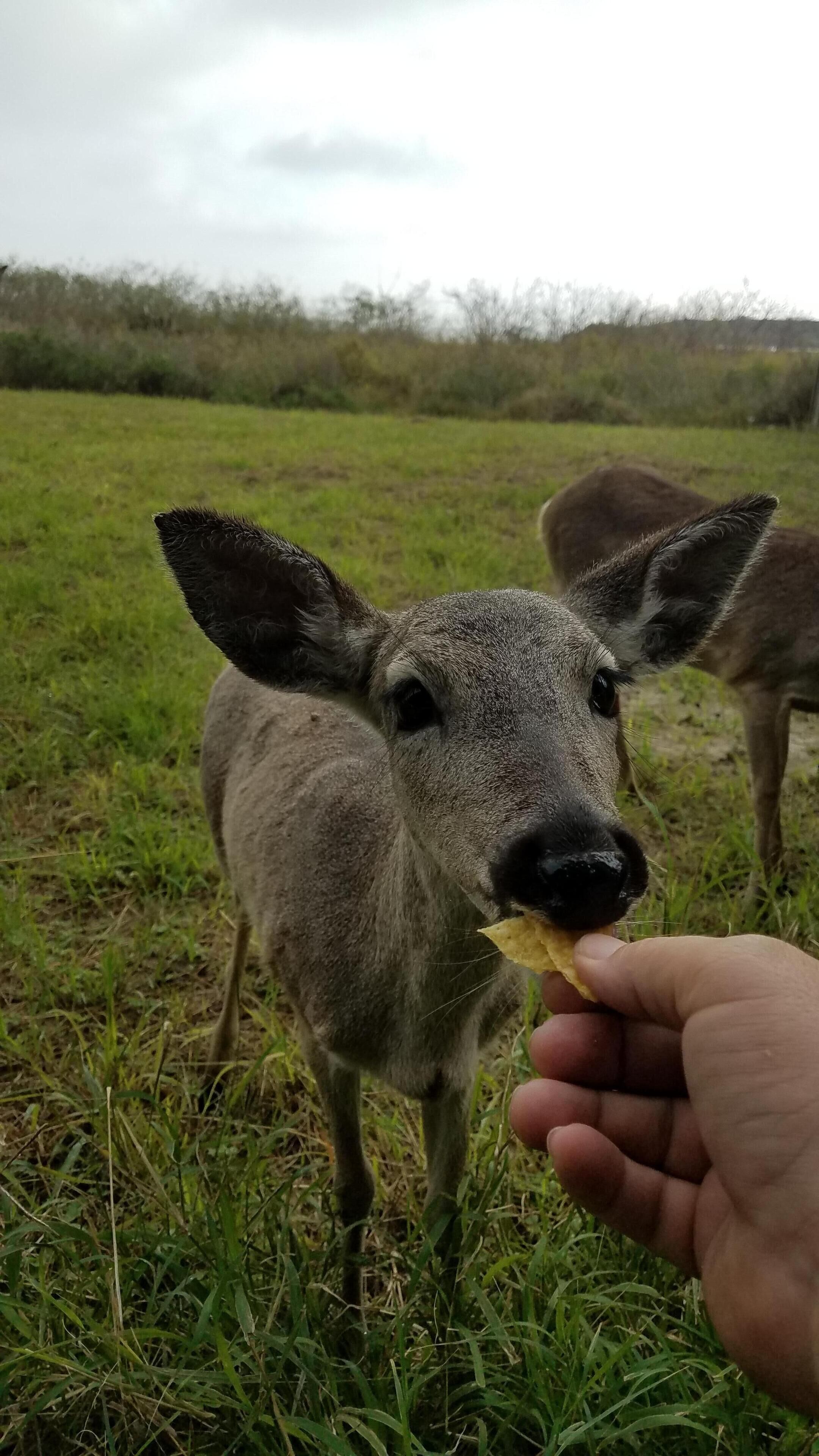A close-up of a calf with a human hand feeding it a chip.