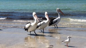 Trois pélicans se promènent sur une plage, avec une mer calme et une île lointaine en arrière-plan.