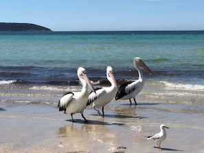 Beach nearby - SeaKing Escape, Kingscote Kangaroo Island (Kingscote)