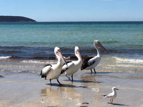 SeaKing Escape, Kingscote Kangaroo Island