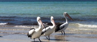 SeaKing Escape, Kingscote Kangaroo Island