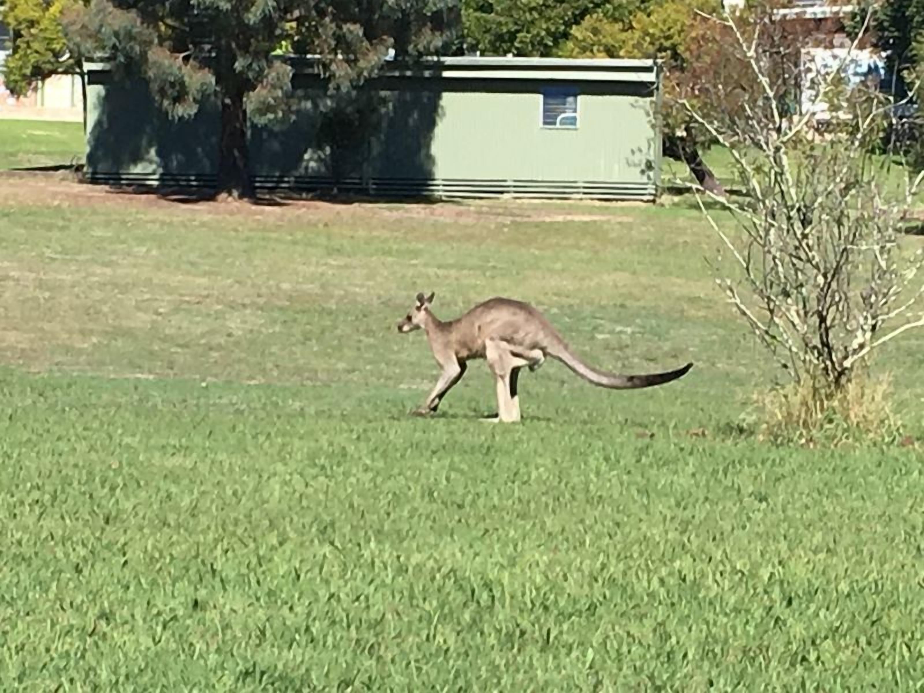 Snow Gum Cottage - Talbingo experience — image 27