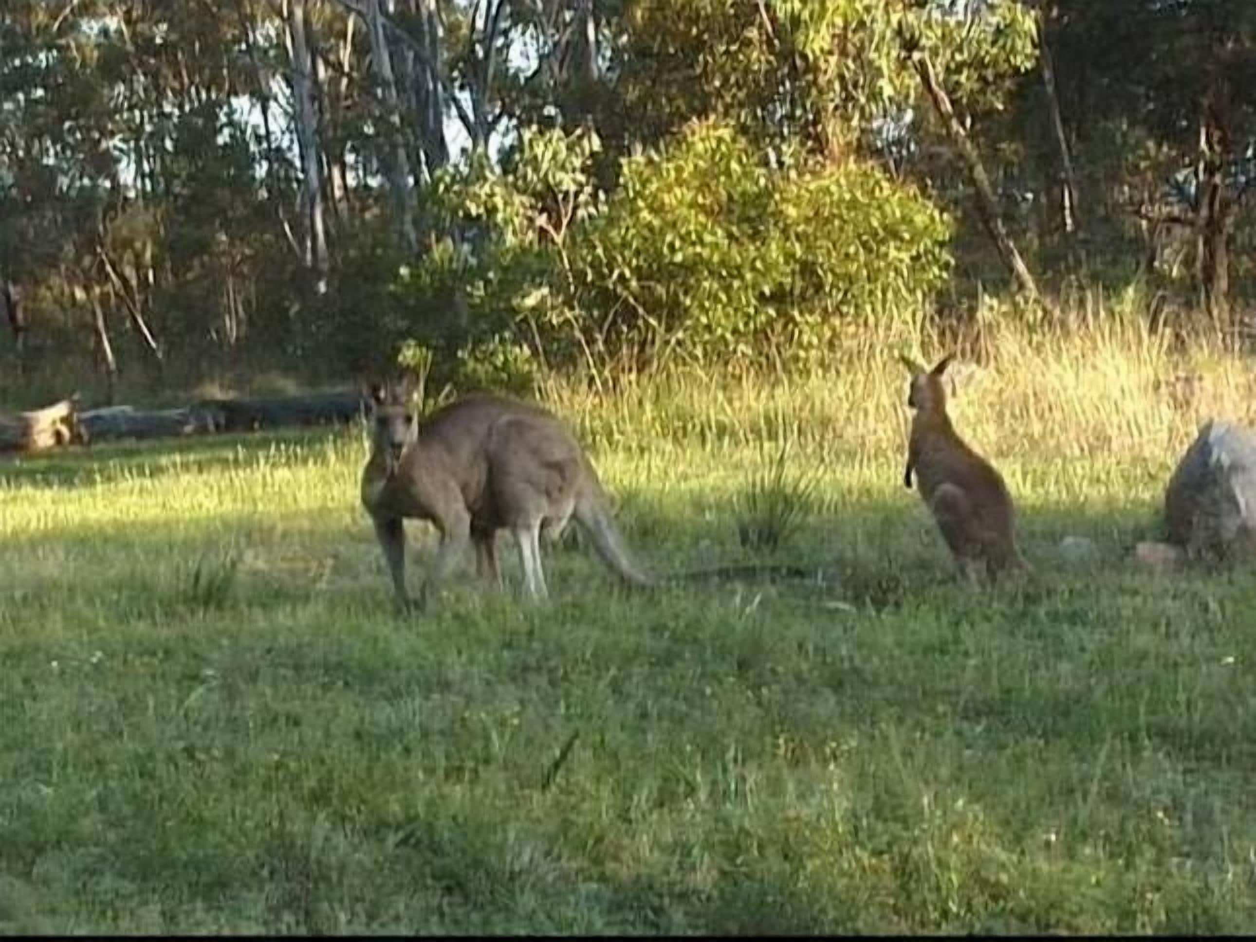 Jamevin Mountain retreat - Hidden Gem Perfect for Families & Large Groups  — image 28