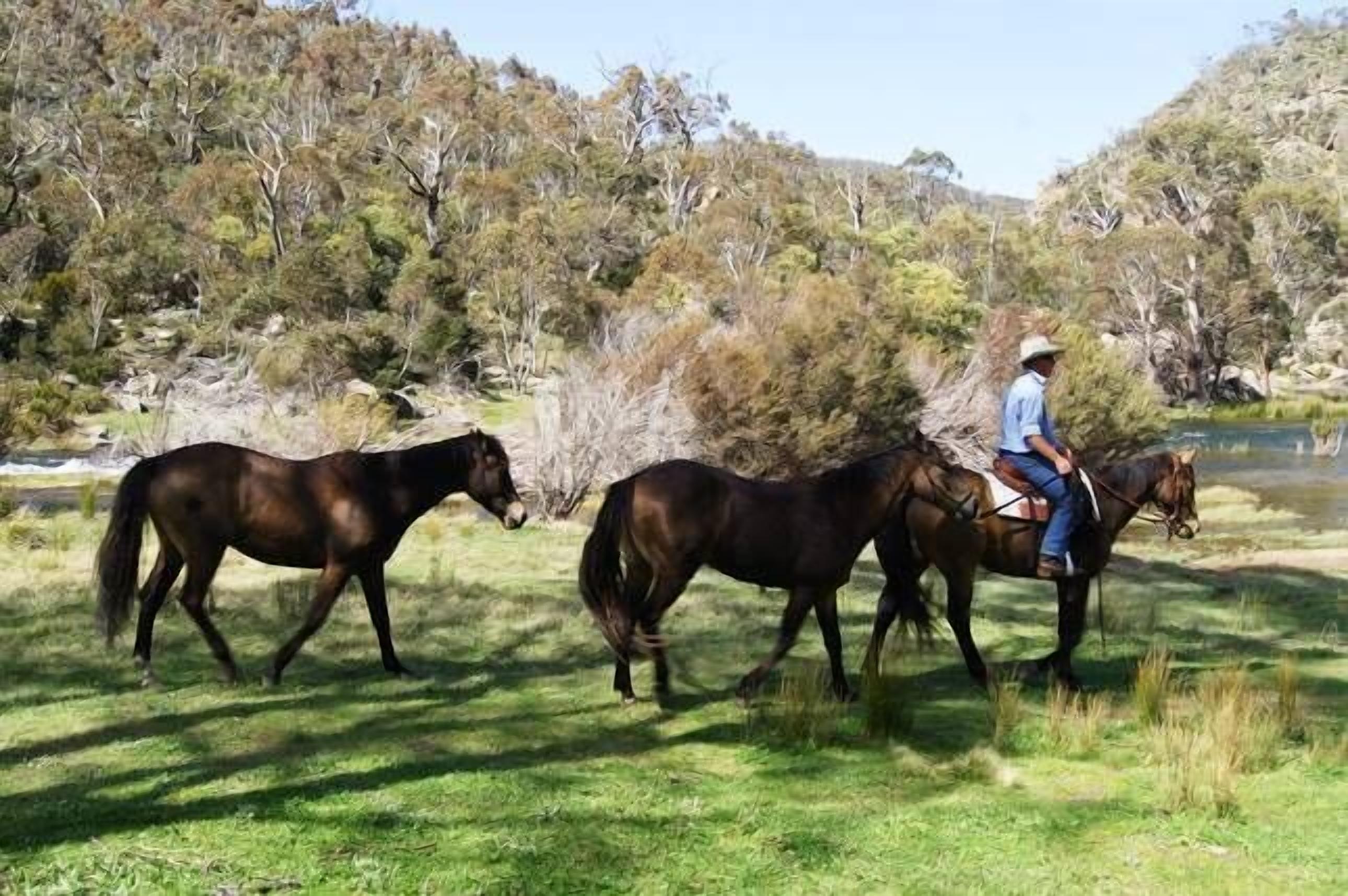 Bush Grove on the snowy river — image 29