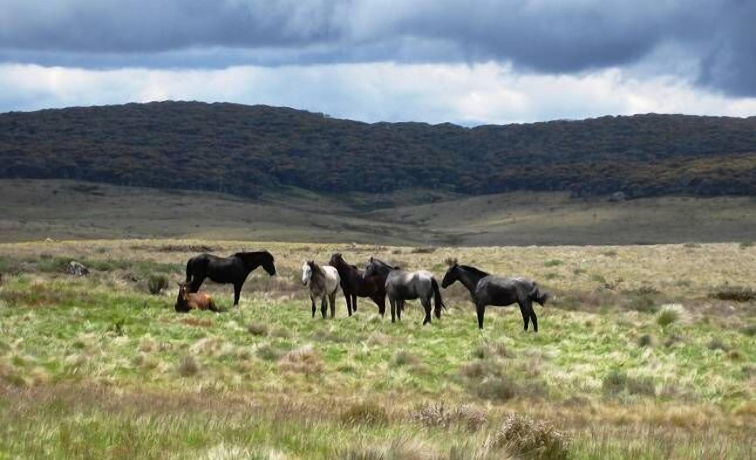 Bush Grove on the snowy river — image 8