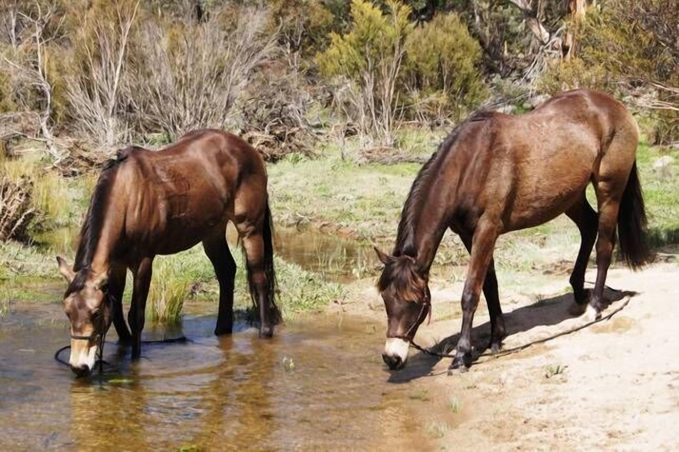 Bush Grove on the snowy river — image 28