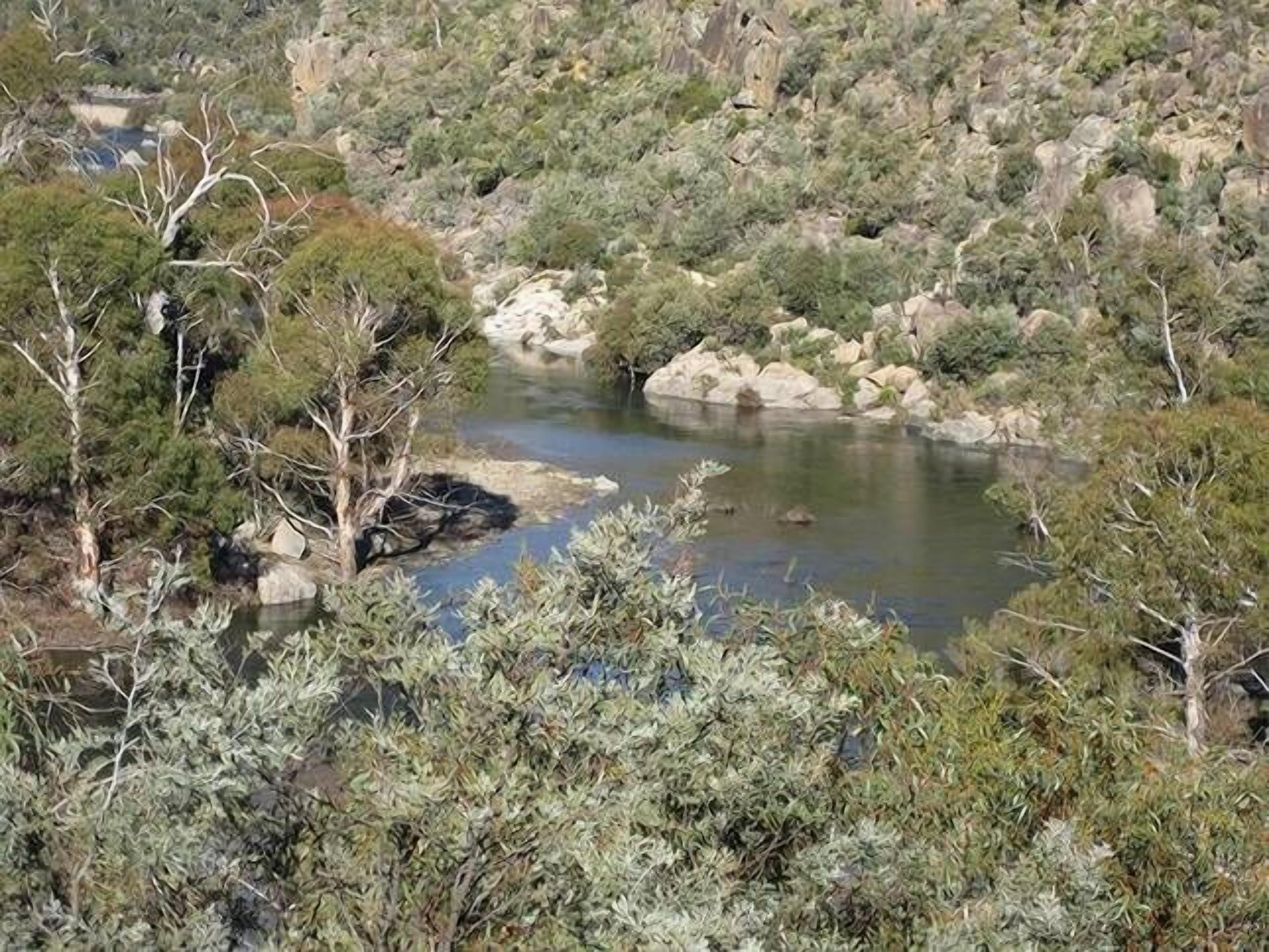 Bush Grove on the snowy river — image 4