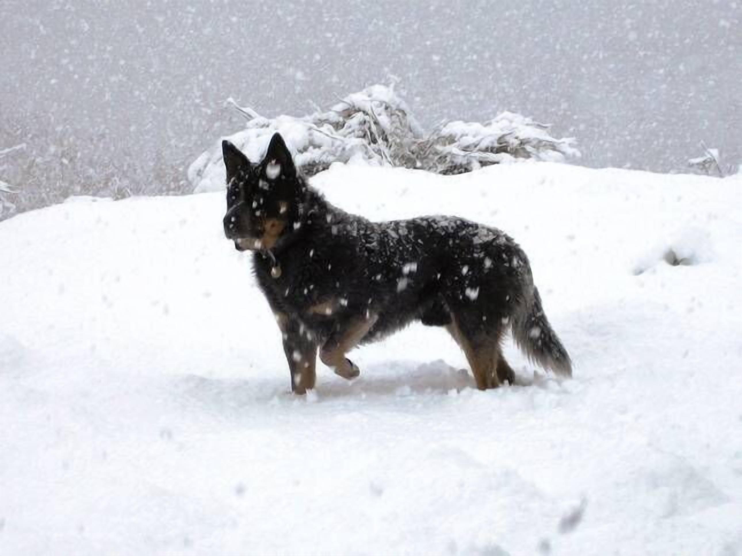 Bush Grove on the snowy river — image 30