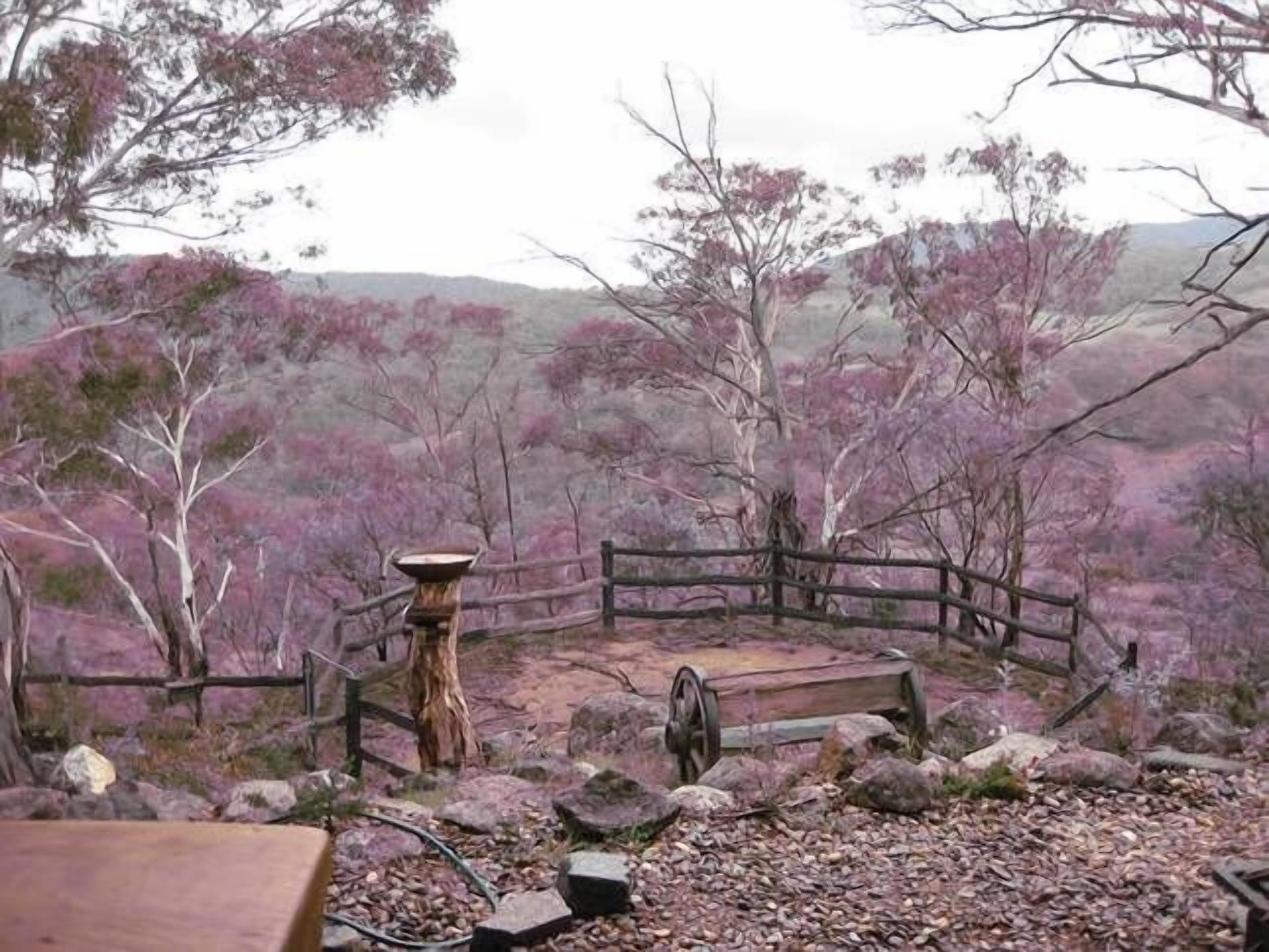 Bush Grove on the snowy river — image 25