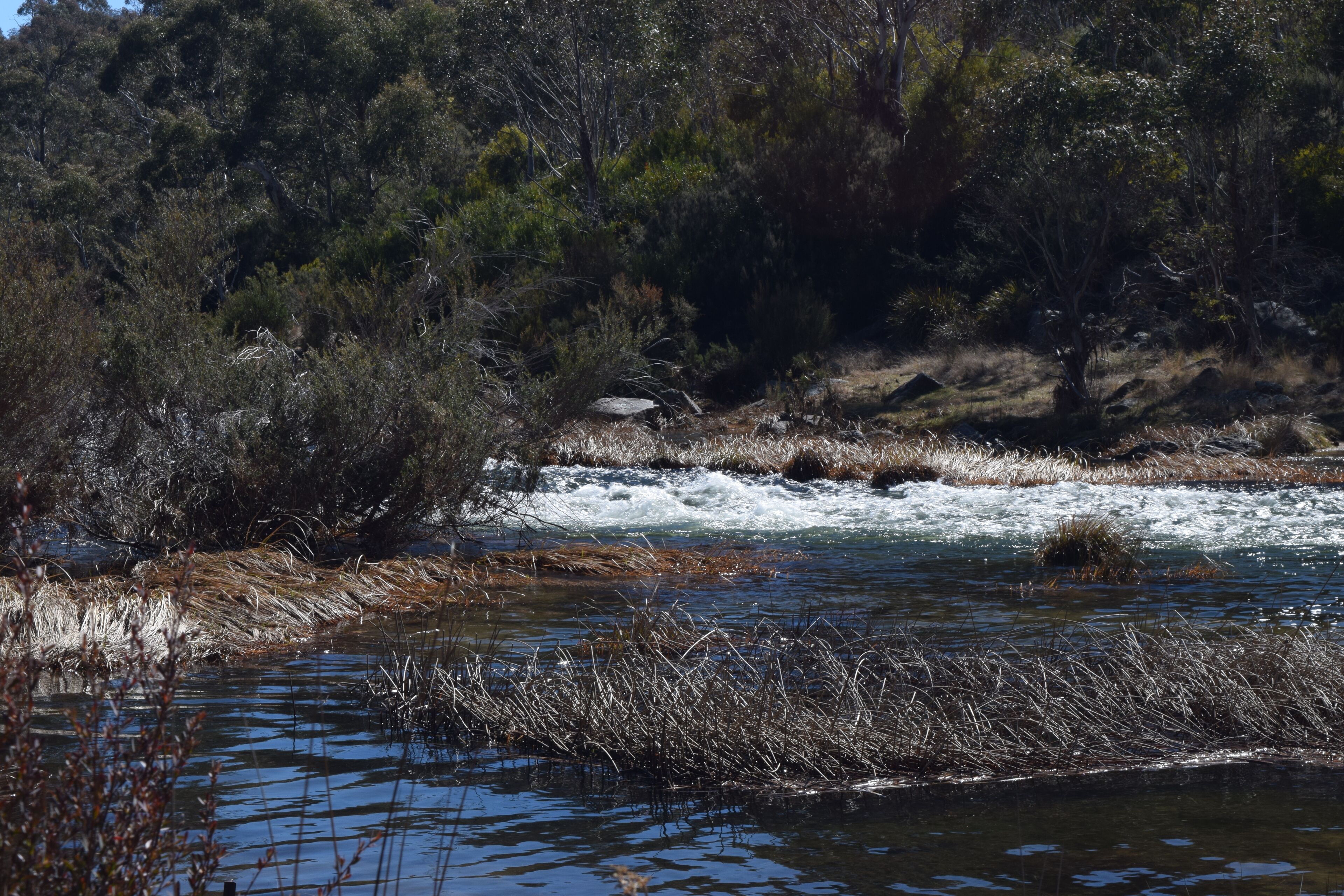 Bush Grove on the snowy river — image 10
