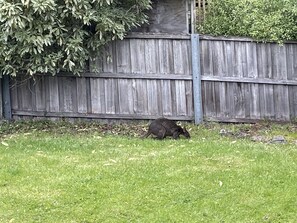 A black cat in a grassy area with a wooden fence in the background.