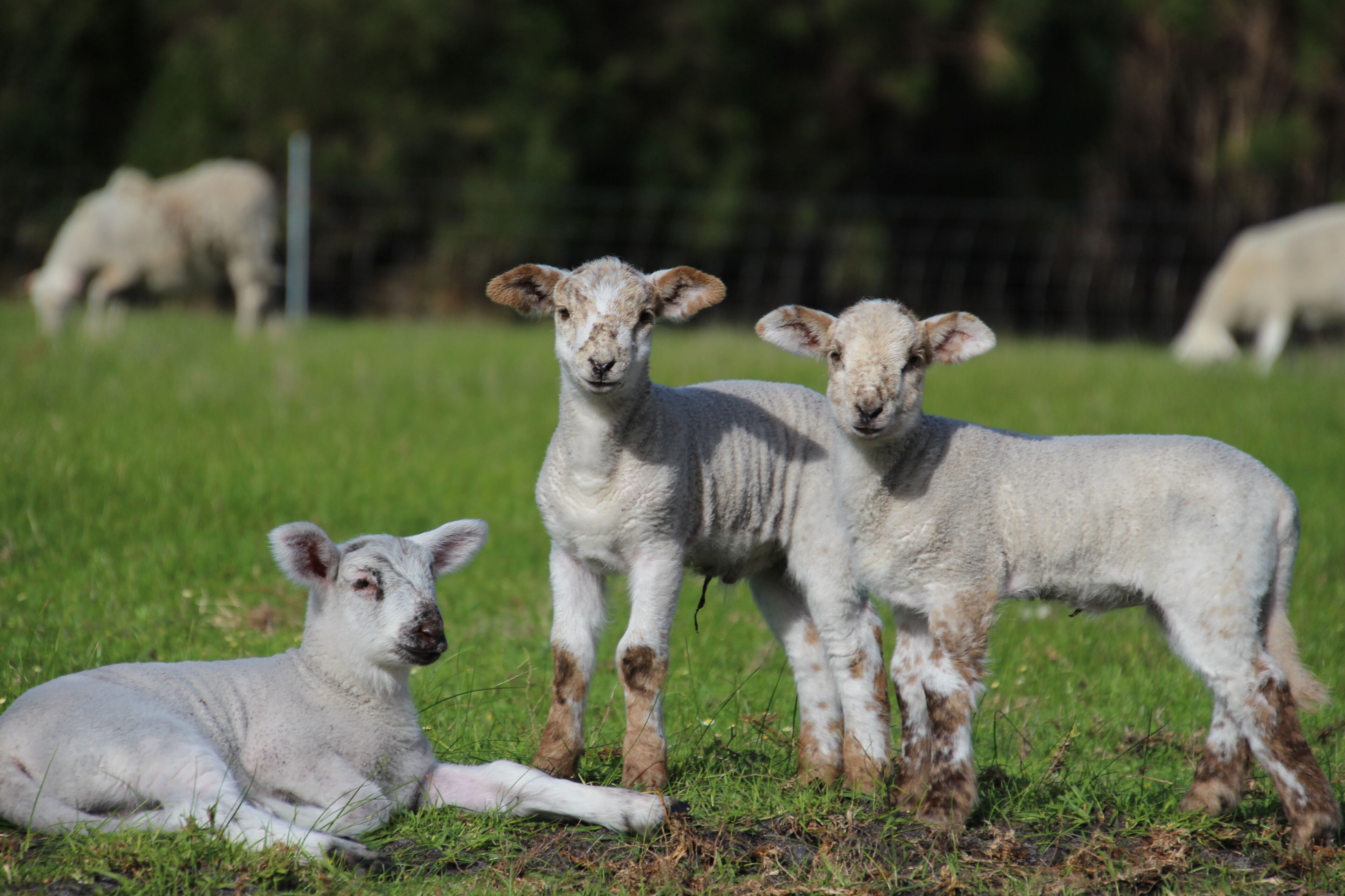 Sapphire Chalets #2 Augusta — image 21