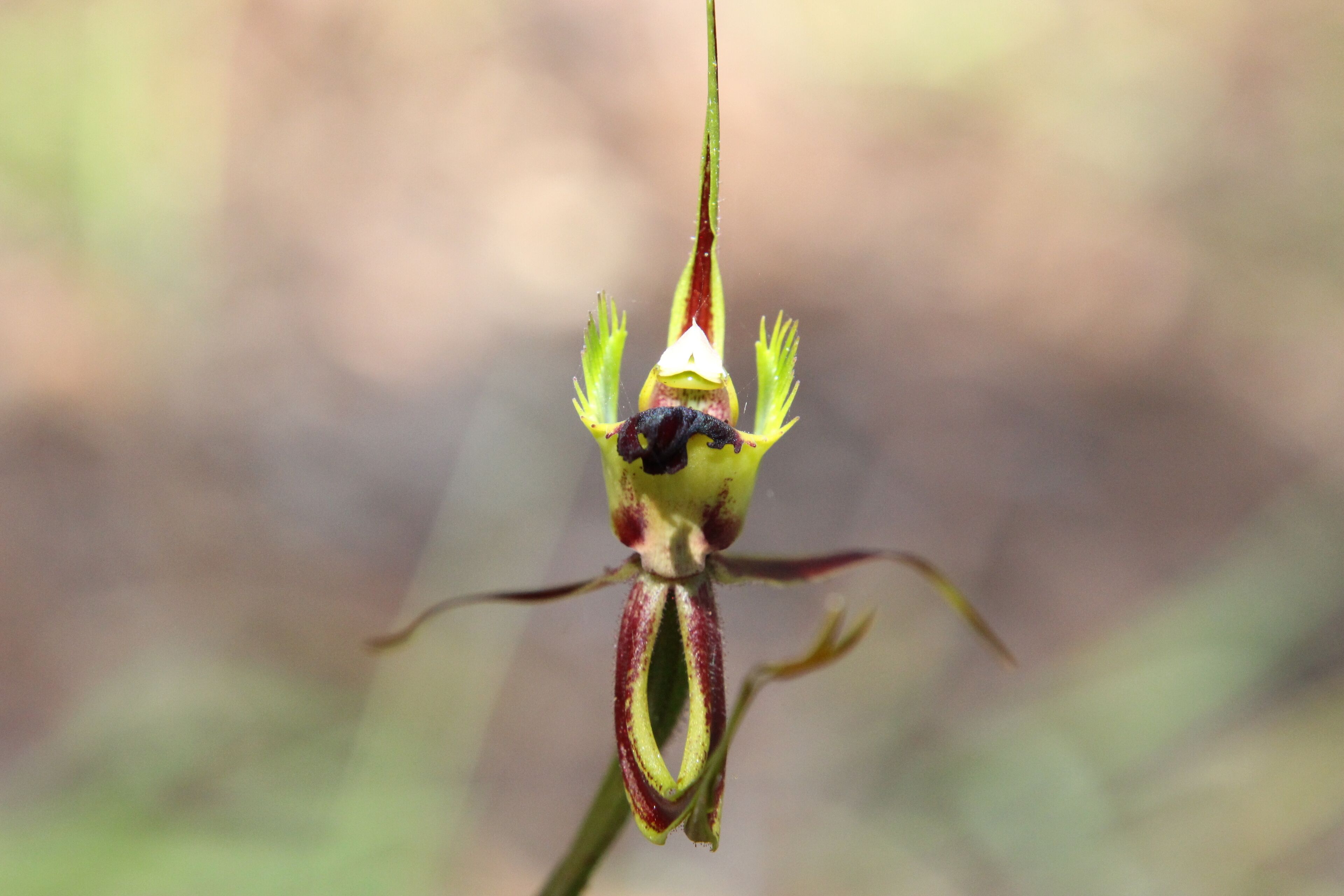 Sapphire Chalets #2 Augusta — image 23