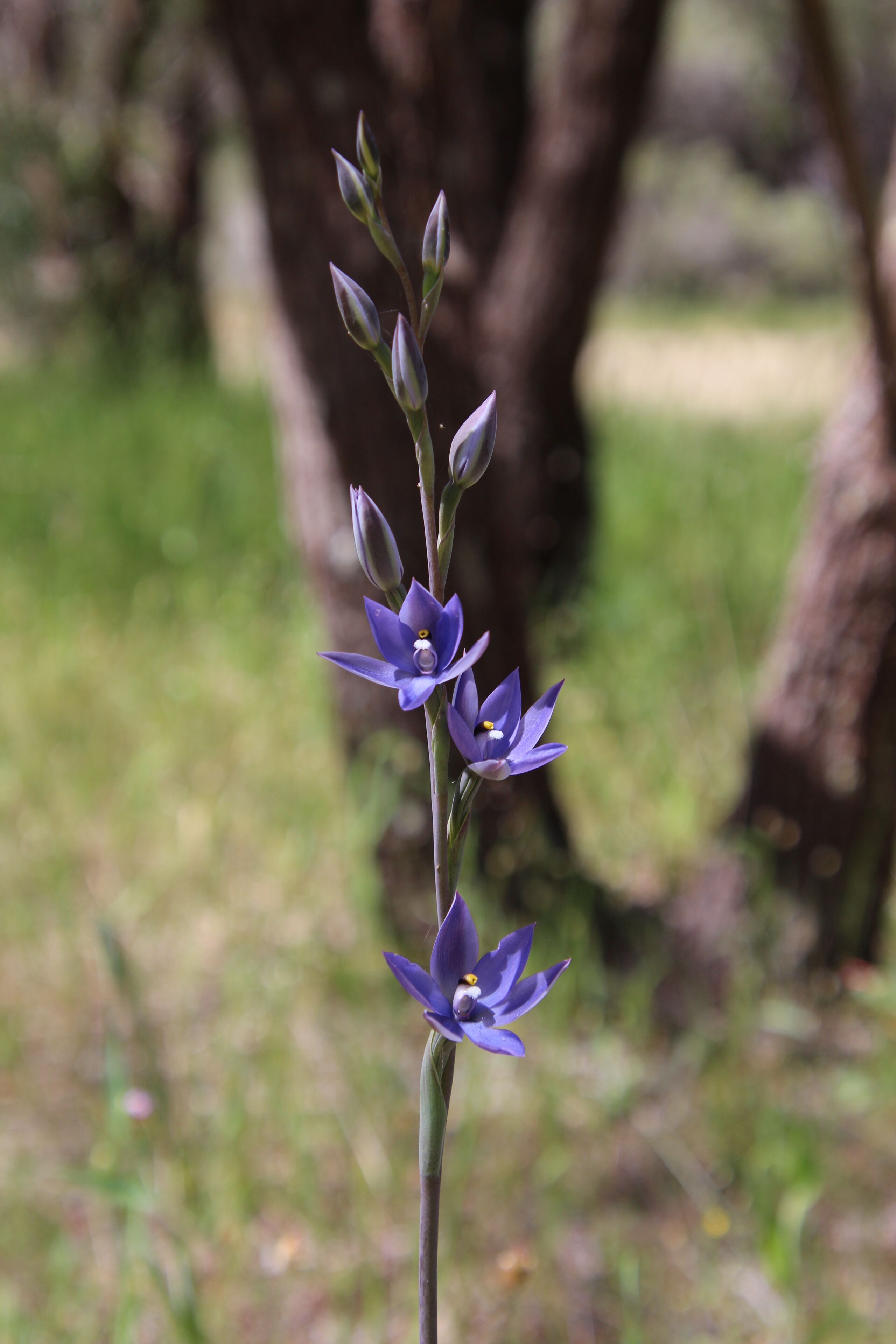 Sapphire Chalets #2 Augusta — image 25