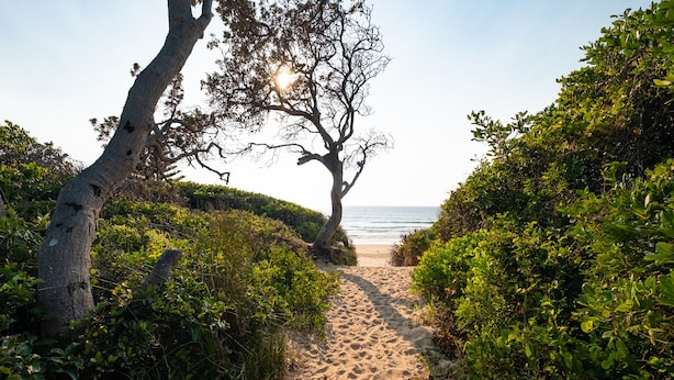 Un sentier sablonneux menant à une plage, bordé d’une végétation luxuriante et d’arbres.