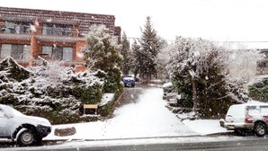Une rue résidentielle bordée d’arbres couverts de neige et où sont garées des voitures.
