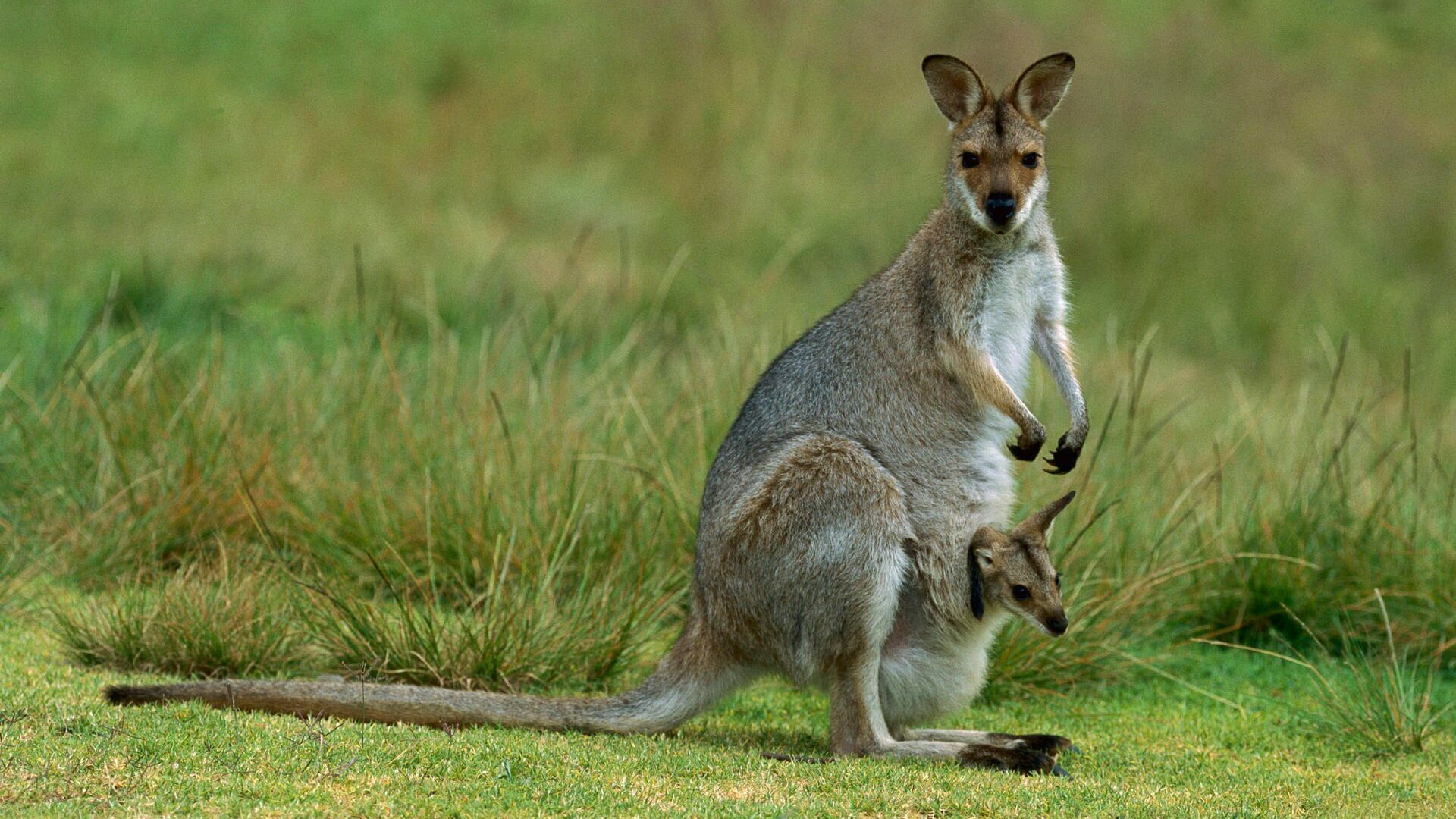 Views of Redwall Valley and close to beaches and wineries. — image 19