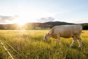 A cow grazing in a field with a fence in the foreground and a hilly landscape in the background. -  The Cottage: wildlife, cattle, vines, fresh air, peace, space and endless views (Yarra Junction)