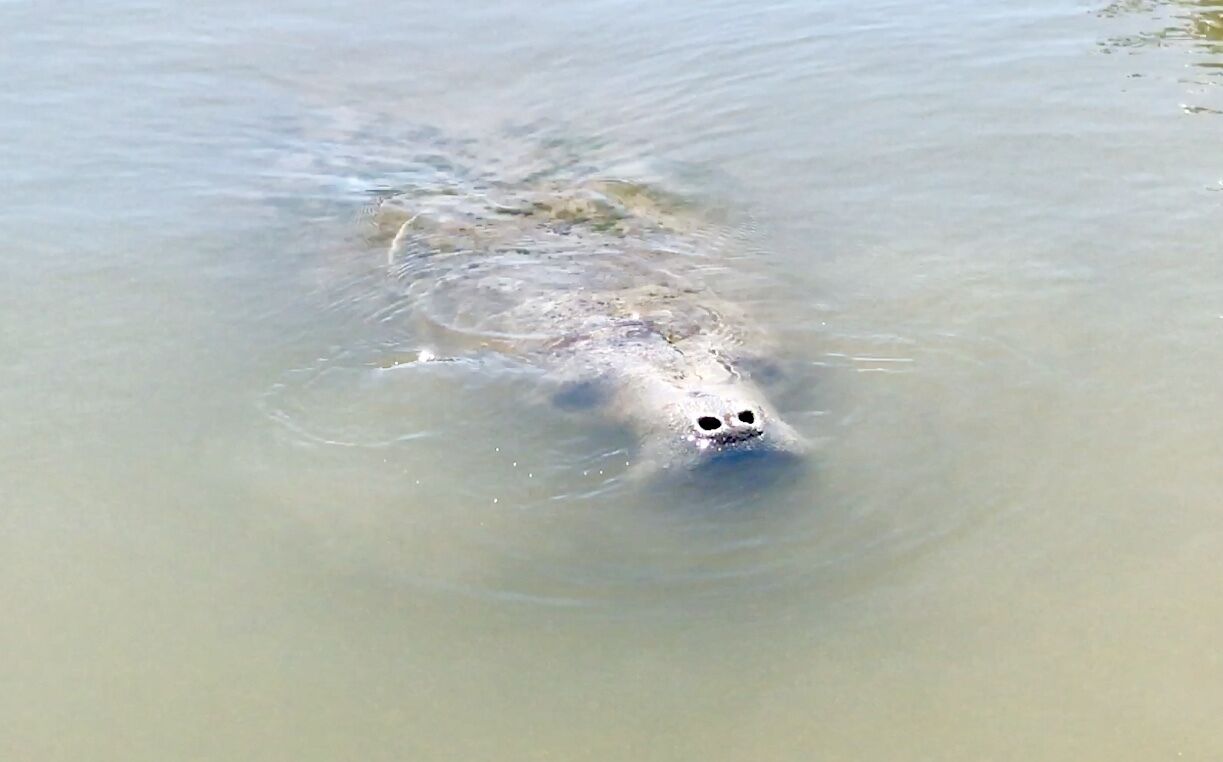 Un oso nadando en el agua.
