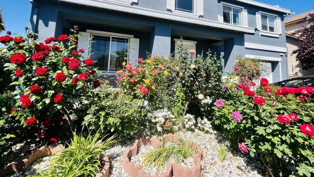 A two-story house with a blue exterior and white shutters, surrounded by a garden with various flowering plants and a gravel pathway. - MODERN NEWER HOME CLOSE TO NAPA WINE COUNTRY, SACRAMENTO &  SAN FRANCISCO (FAIRFIELD)