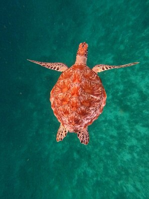 A sea turtle swimming in clear blue water.