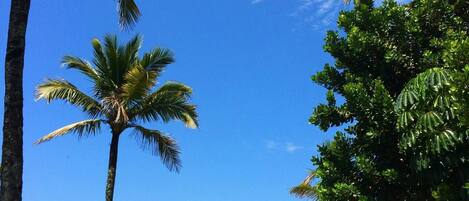 Beach nearby, sun loungers