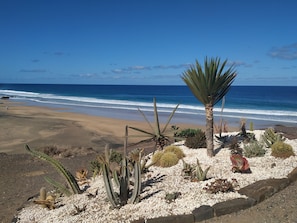 Un jardín desértico con cactus y plantas de agave cerca de una playa.
