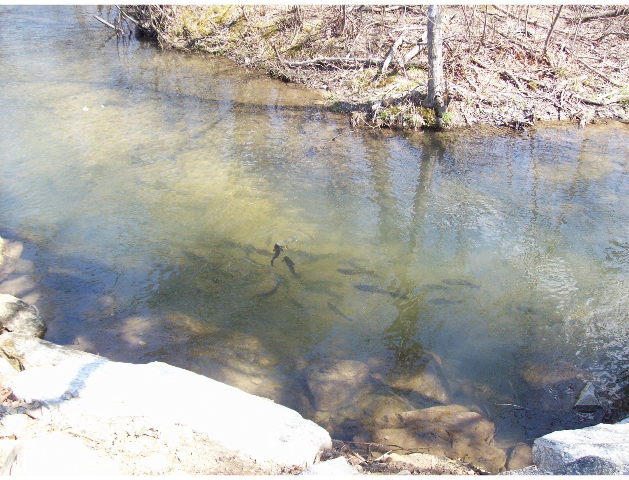 A clear stream with visible rocks and sparse vegetation.