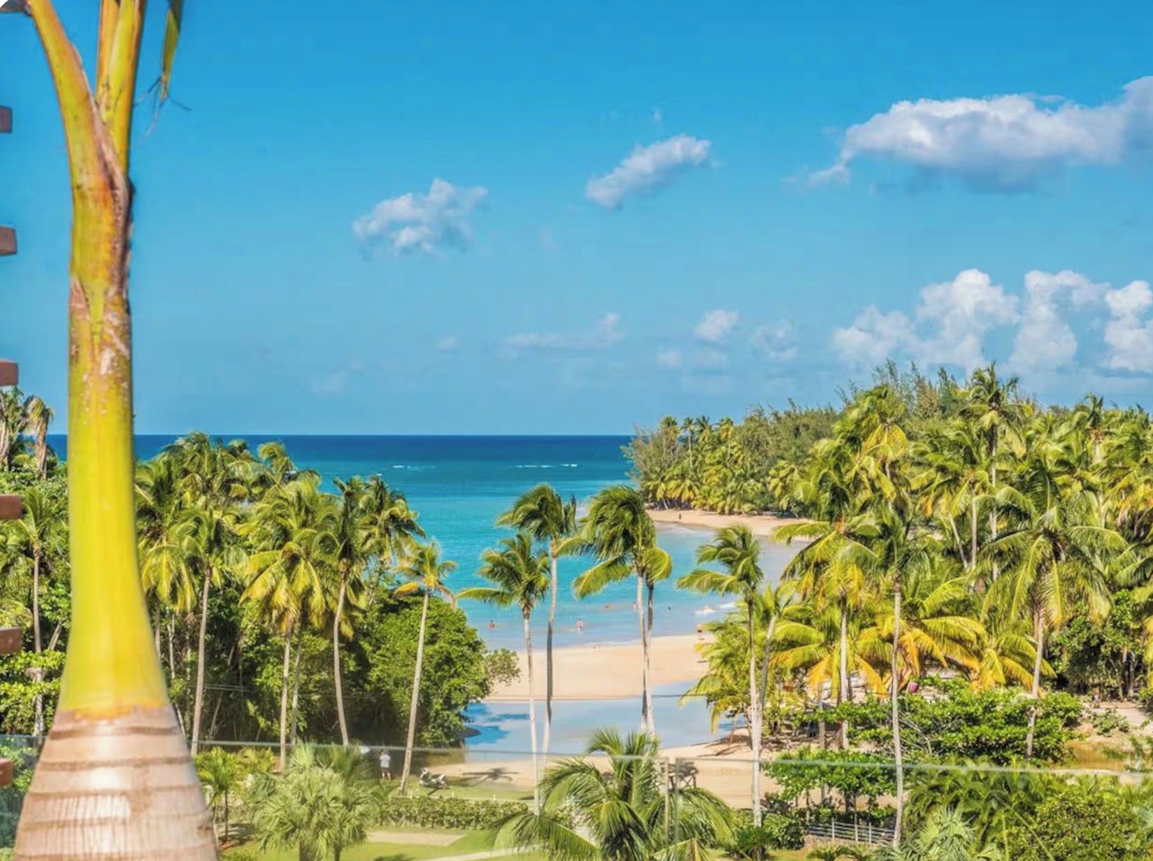 A tropical beach with palm trees and a clear view of the ocean.