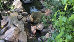 A small pond surrounded by rocks and greenery.
