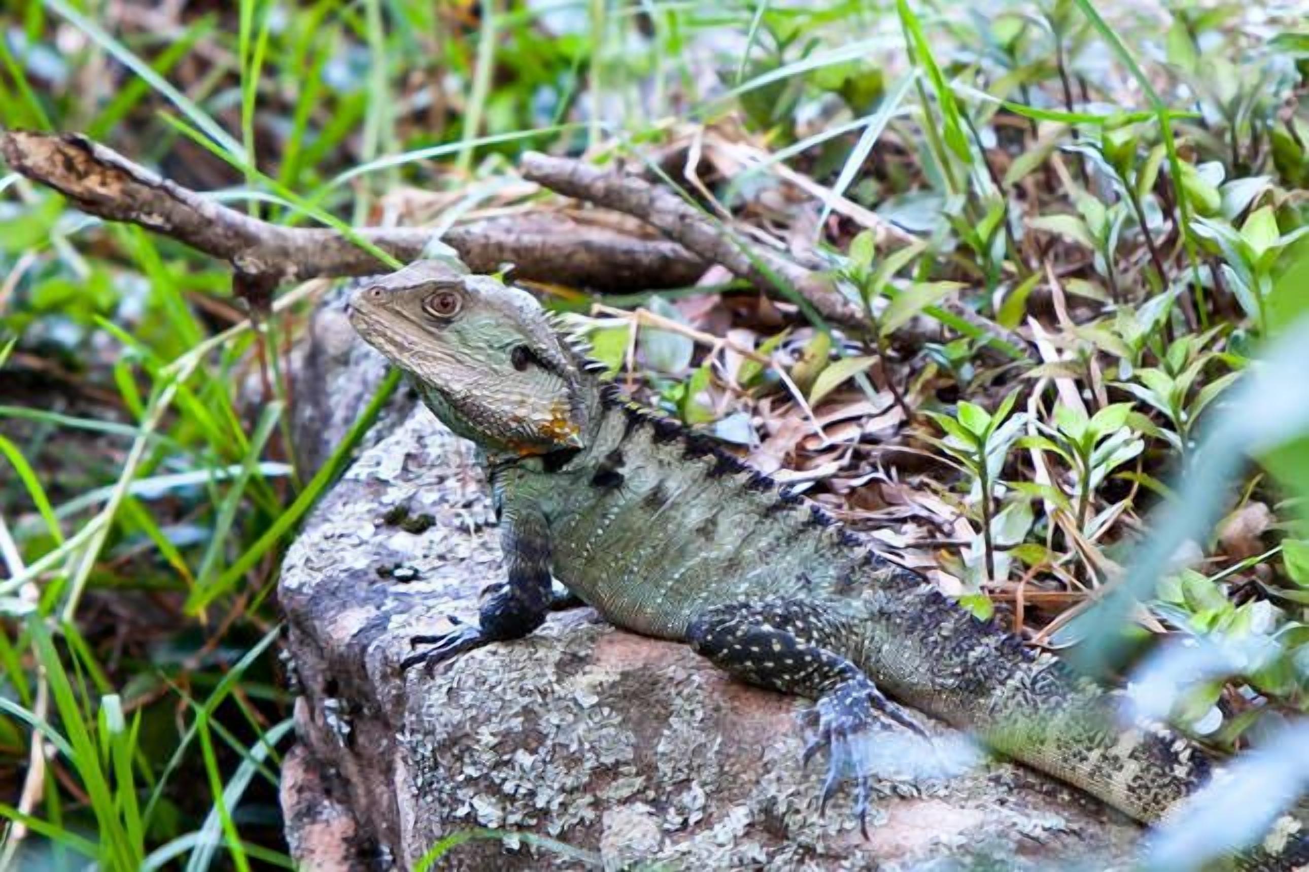 A lizard on a rock surrounded by greenery.