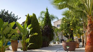 Un jardín con diversas plantas en macetas, una palmera y un sendero.