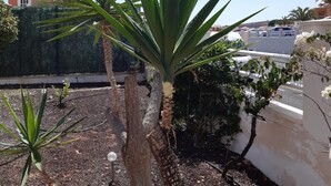 Jardí amb plantes d'alges, un tronc d'arbre, una paret blanca i un edifici amb teulada vermella al fons.