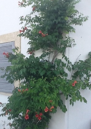 Detalle exterior