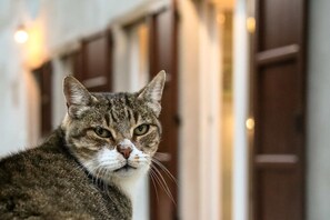 Λεπτομέρεια εσωτερικού χώρου