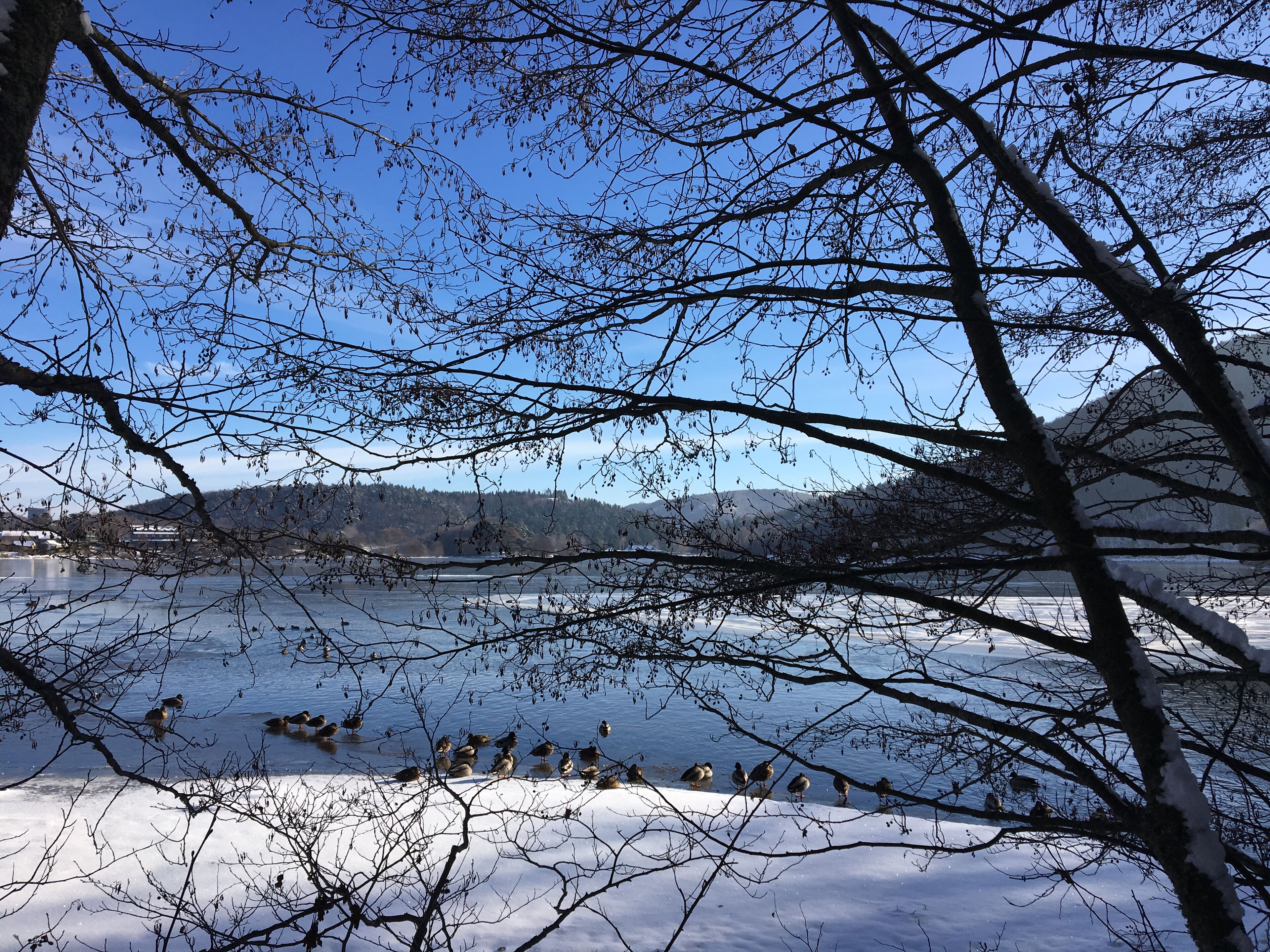 A frozen lake with ducks, surrounded by bare trees and distant hills.