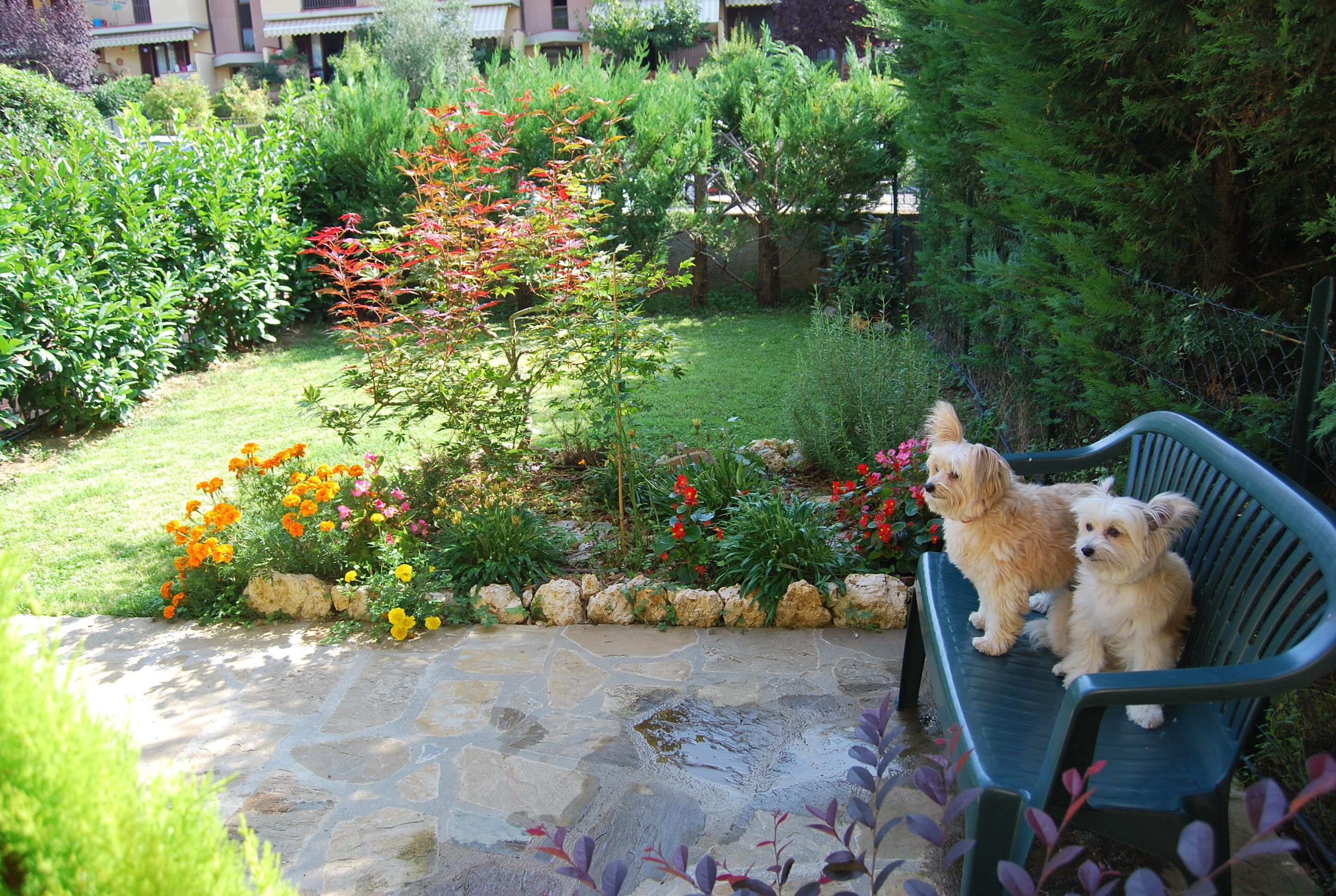 A stone pathway leading to a bench with two dogs sitting on it, surrounded by a garden with various plants and flowers.