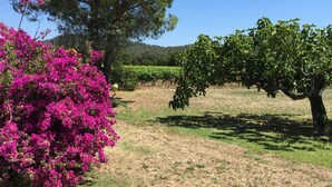 A vineyard with rows of grapevines, a large tree, and pink flowering bushes. - House / Villa - CuersHouse with garden (Cuers)
