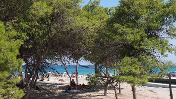 Lettini da mare