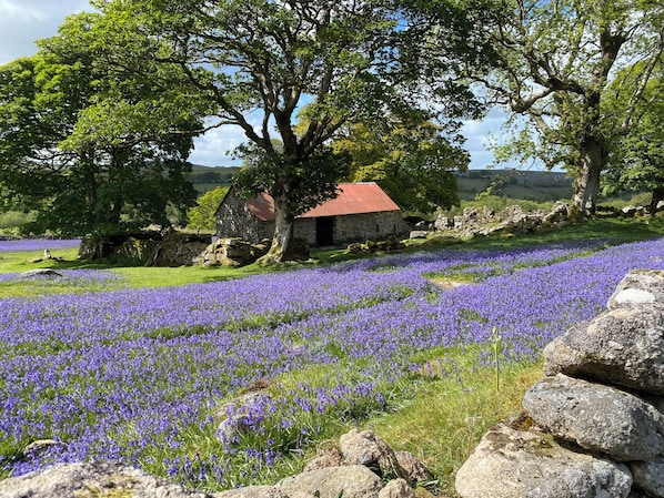 A stone building with a red roof, surrounded by a field of purple flowers and trees.