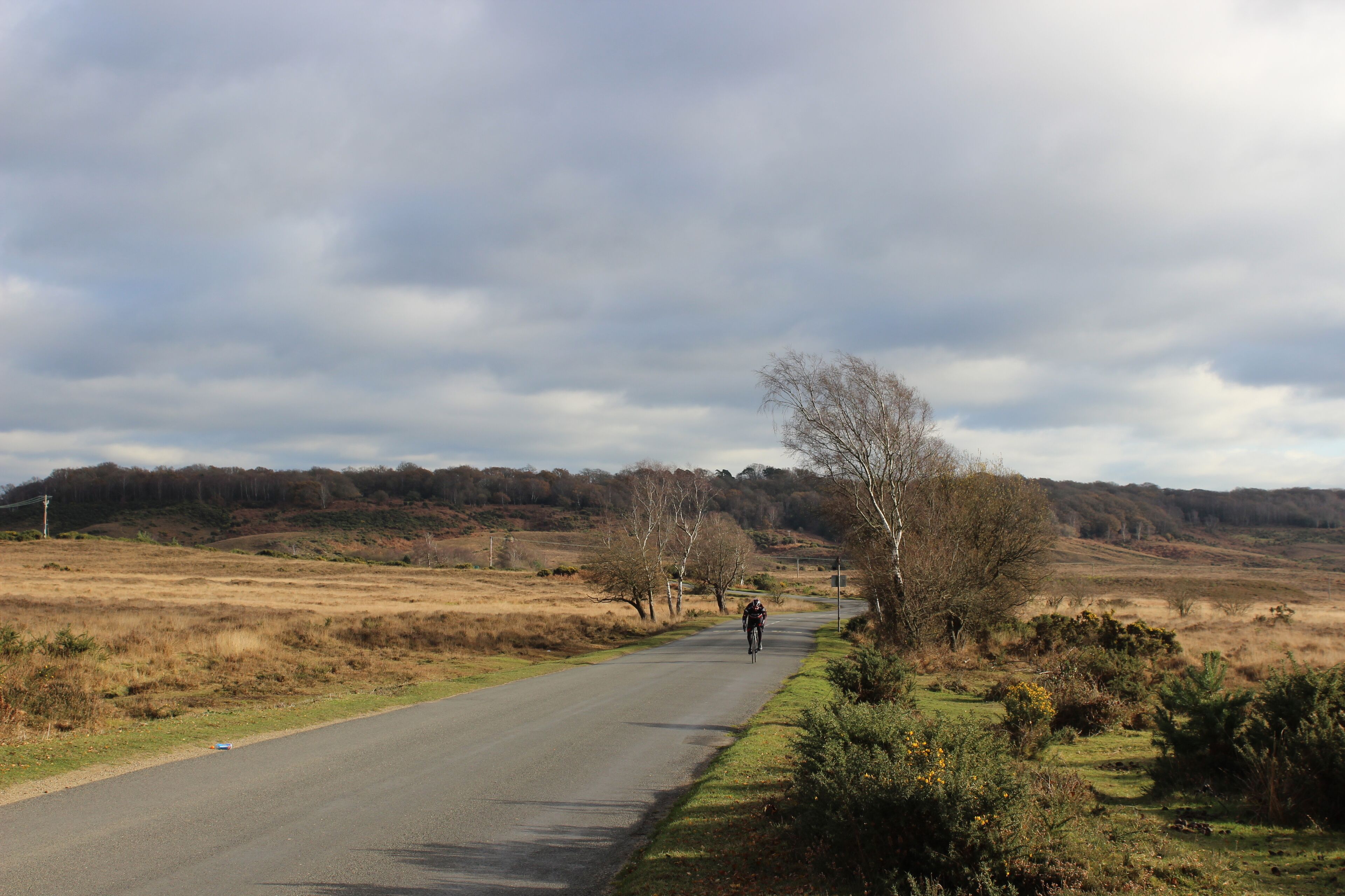 New Forest ideal for cycling. 