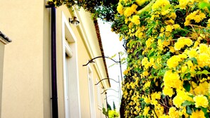 A narrow alleyway with a building on one side and a wall covered in yellow flowers on the other. - Villa Mareneve, Villa with Private Pool, Etna Sea view. CIN EN087048C2PTJBZY2J (Santa Venerina, Catania)