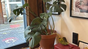 A room with a window, a potted plant, a red suitcase, and framed pictures on the wall. - Charming and modern vintage style apartment located in prime location! (Antwerpen)