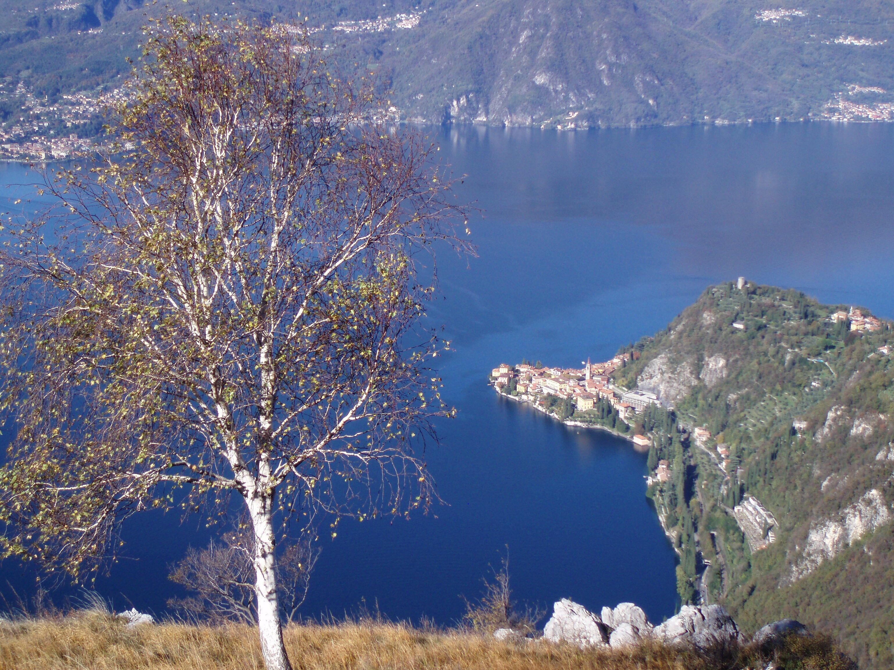 Un árbol en primer plano, con vista a un pueblo costero y montañas al fondo.